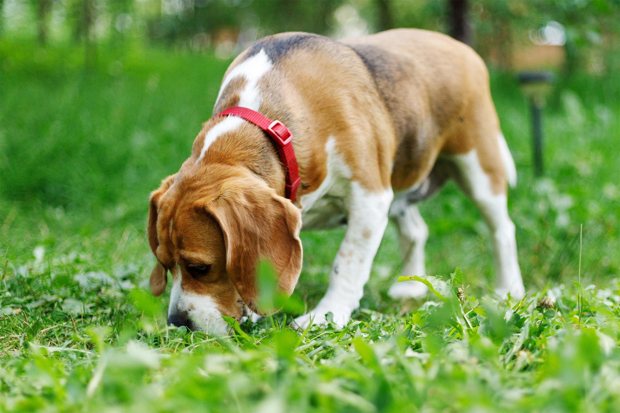 Why Do Dogs Eat Poop? .
