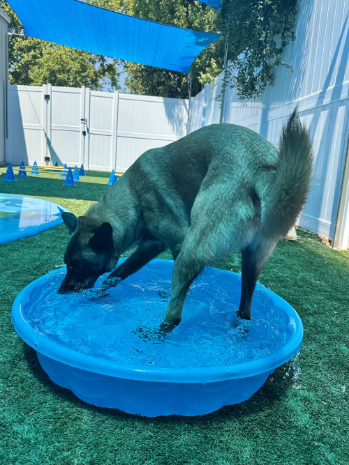 4th of July Paw-triotic Party! .