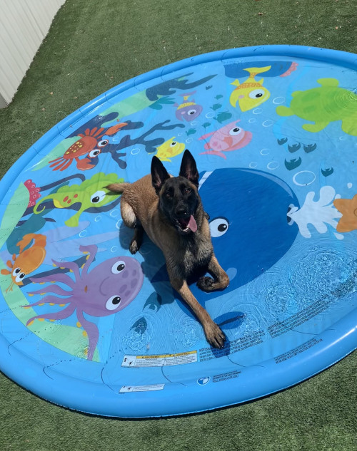 4th of July Paw-triotic Party! .