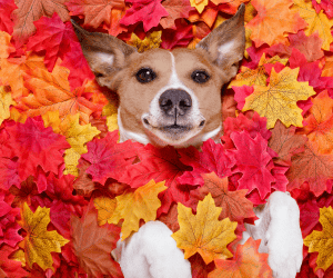 Dog-Safe Fall Treats (and What to Avoid!)
