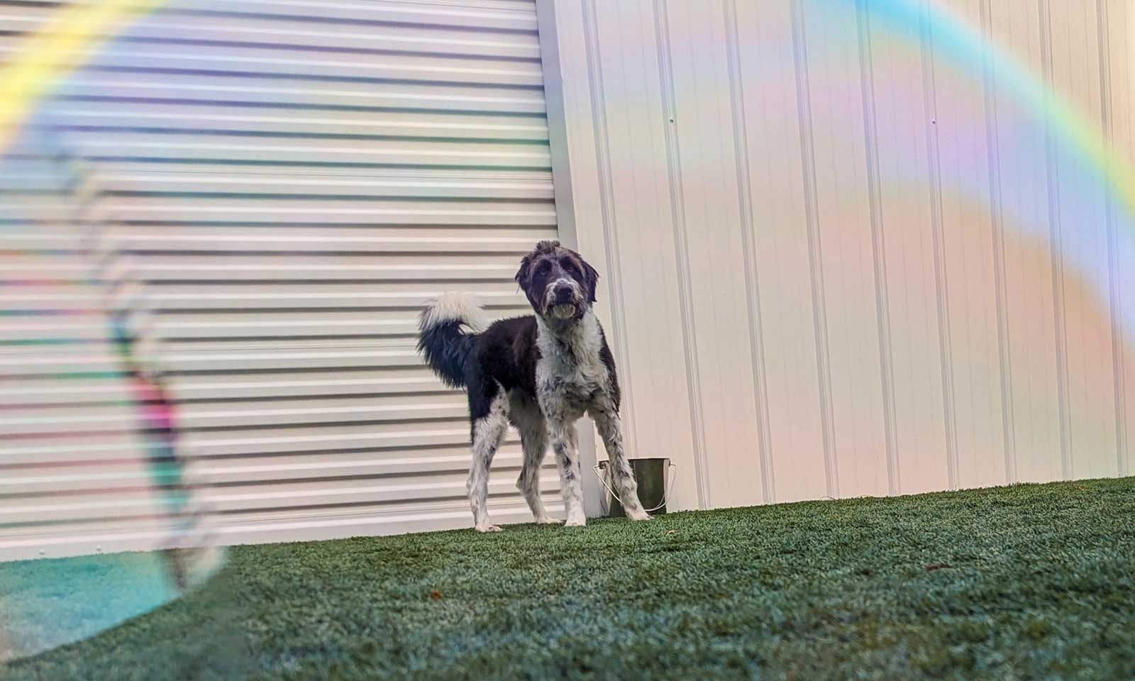 A dog in our play area